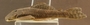 Guyanancistrus brevispinis FMNH 116937 lateral a